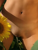 Nude slim teen with a hot tight body and nice breasts having fun among sunflowers