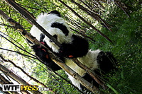 Younger uniform free panda fuck